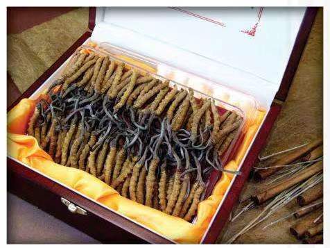 勃利冬虫夏草回收